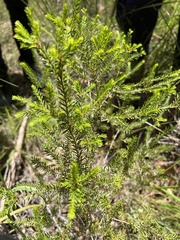 Melaleuca sieberi