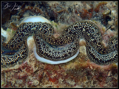 Tridacna maxima