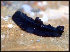 Pseudobiceros stellae