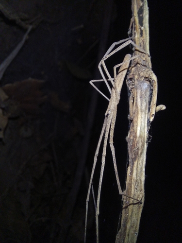 Deinopis longipes