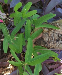 Decaloba