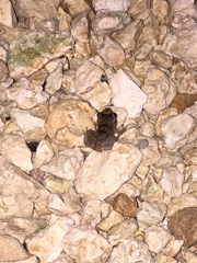 Craugastor yucatanensis