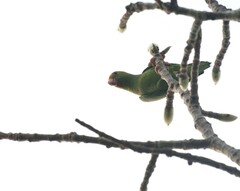 Brotogeris cyanoptera