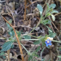 Strobilanthes pavala