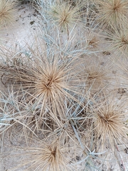 Spinifex littoreus
