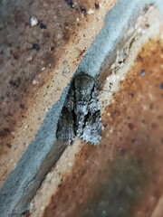 Turnerinycta phaeocosma