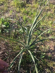 Yucca louisianensis