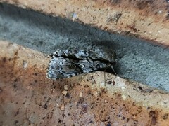 Turnerinycta phaeocosma