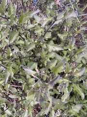Solanum douglasii