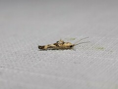 Stathmopoda melanochra