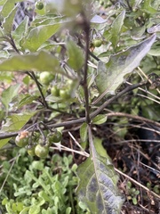 Solanum douglasii