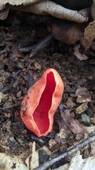 Sarcoscypha austriaca