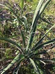 Yucca louisianensis