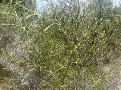 Calicotome spinosa