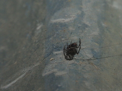 Steatoda borealis