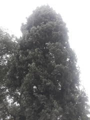 Cupressus