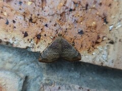 Chrysolarentia mecynata