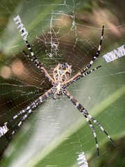 Argiope submaronica