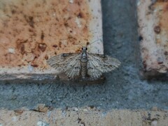 Sigilliclystis insigillata