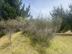 Calicotome spinosa