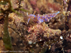 Facelina auriculata