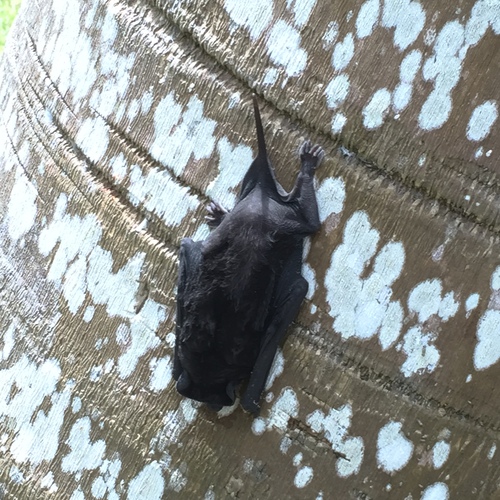 Black mastiff bat