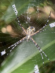 Argiope submaronica