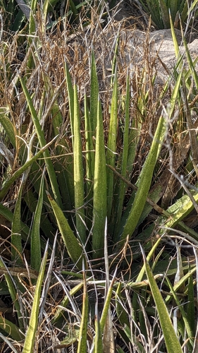 Agave lophantha