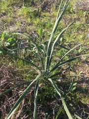 Yucca louisianensis