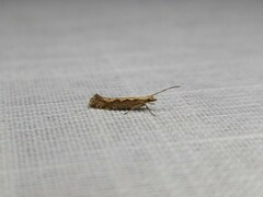 Plutella xylostella-australiana