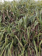 Pandanus odorifer