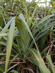 Pandanus odorifer