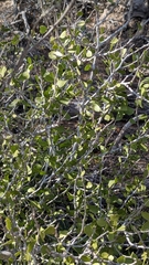 Schaefferia cuneifolia