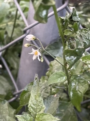 Solanum douglasii