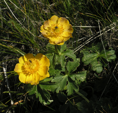 Trollius dschungaricus
