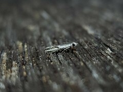 Holocola thalassinana