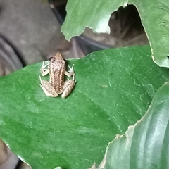 Eleutherodactylus planirostris