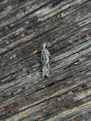 Holocola thalassinana