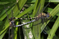Progomphus borealis