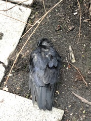 Corvus brachyrhynchos