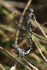 Progomphus borealis