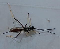 Cryptinae