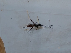 Cryptinae