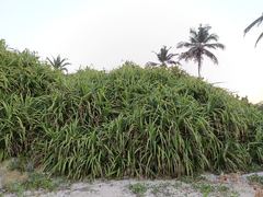 Pandanus odorifer