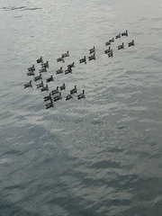 Branta canadensis