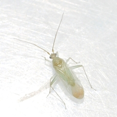 Blepharidopterus provancheri