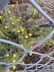 Oncosiphon pilulifer