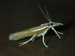 Thaumatopsis solutellus