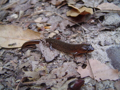 Desmognathus conanti