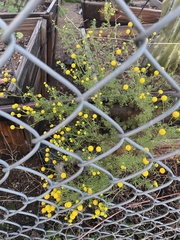 Oncosiphon pilulifer